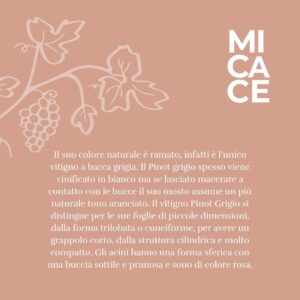 Pinot Grigio