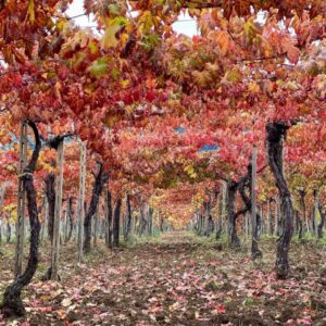 Vigna in Abruzzo